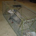 Possum 2006 3